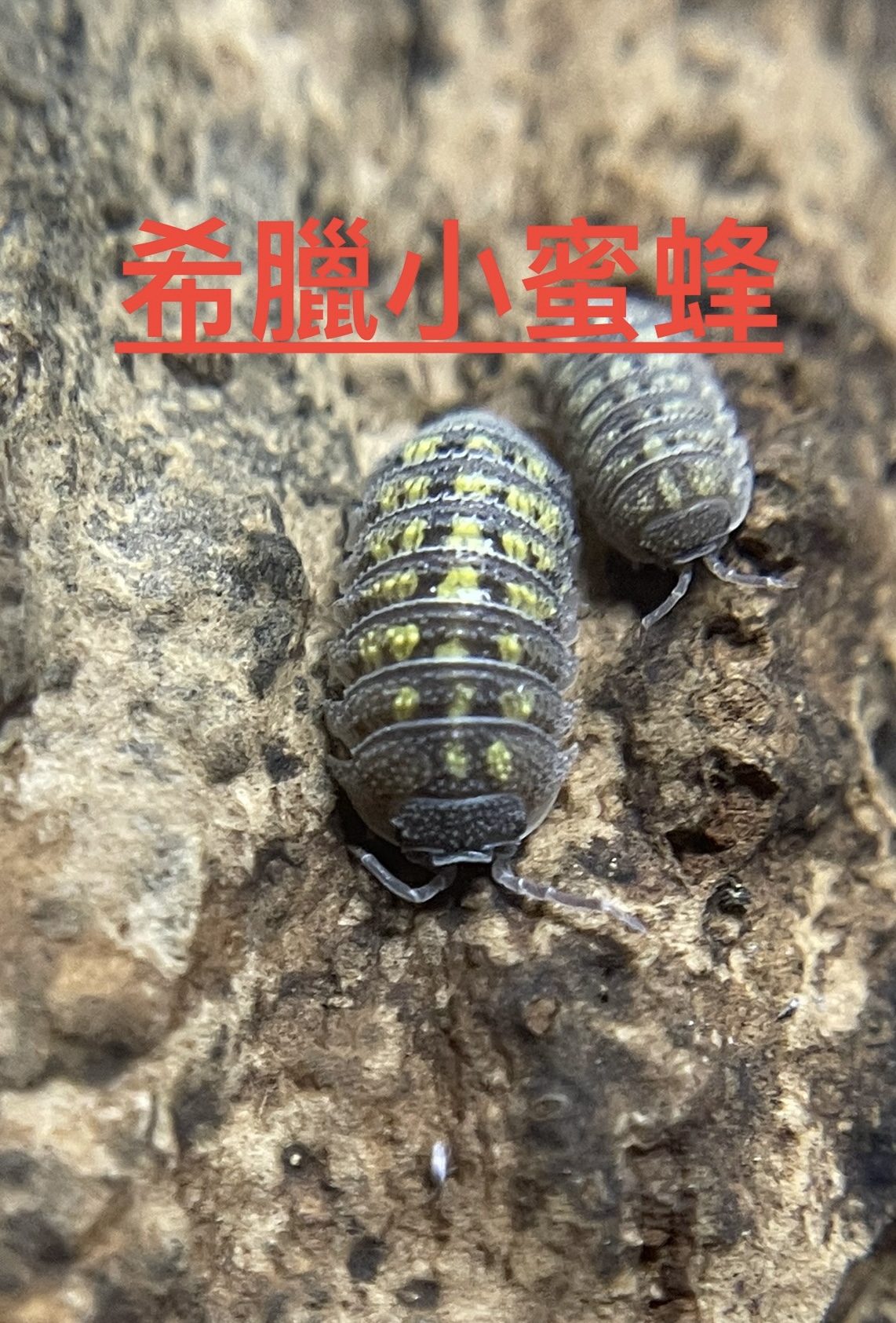 鼠婦